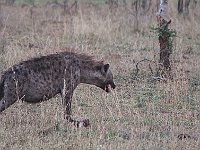 Wild Hyena 1